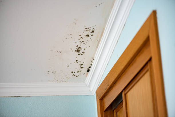 Best Toxic Mold Removal  in Country Lake Estates, NJ